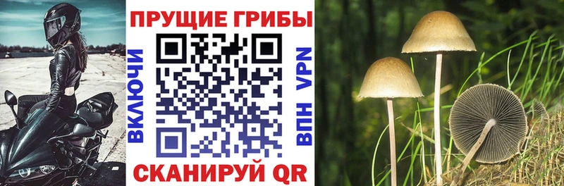Псилоцибиновые грибы мицелий  Новоалександровск 